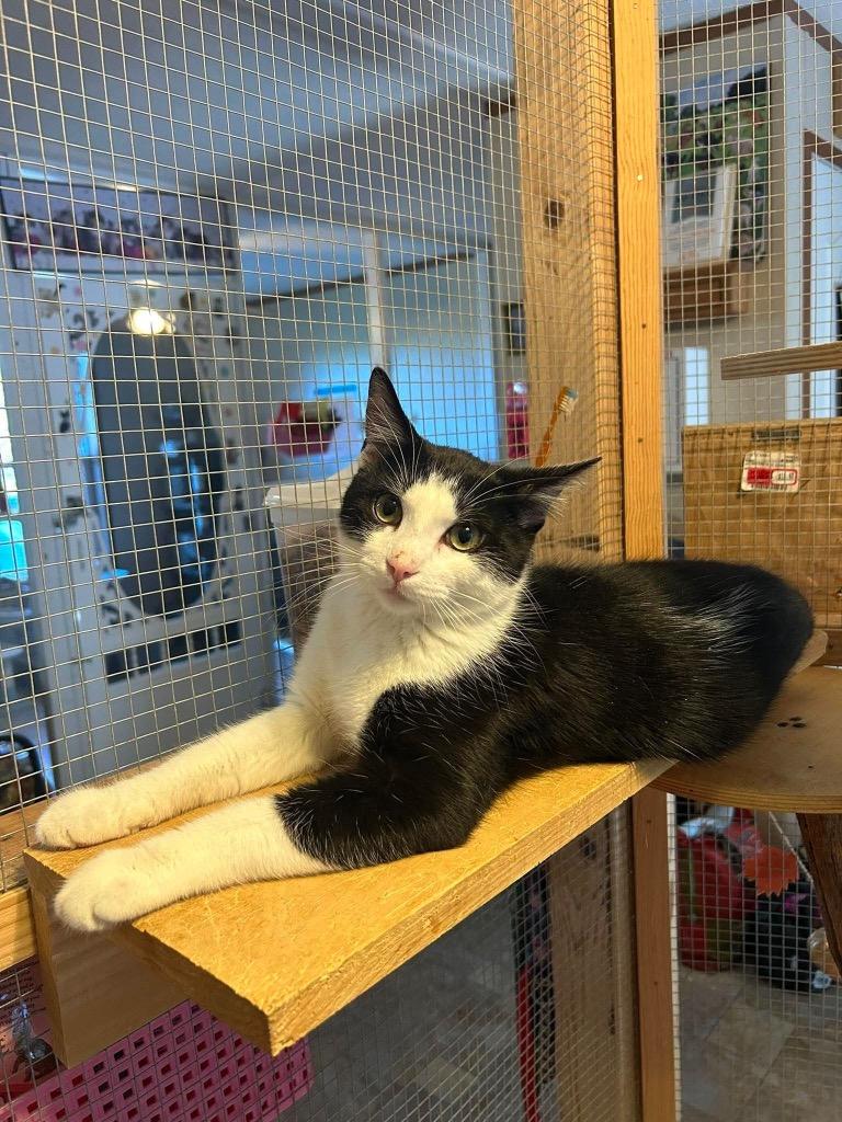 Enlarge Sailor, a Adoptable mixed breed in Parsons, WV image 2/2
