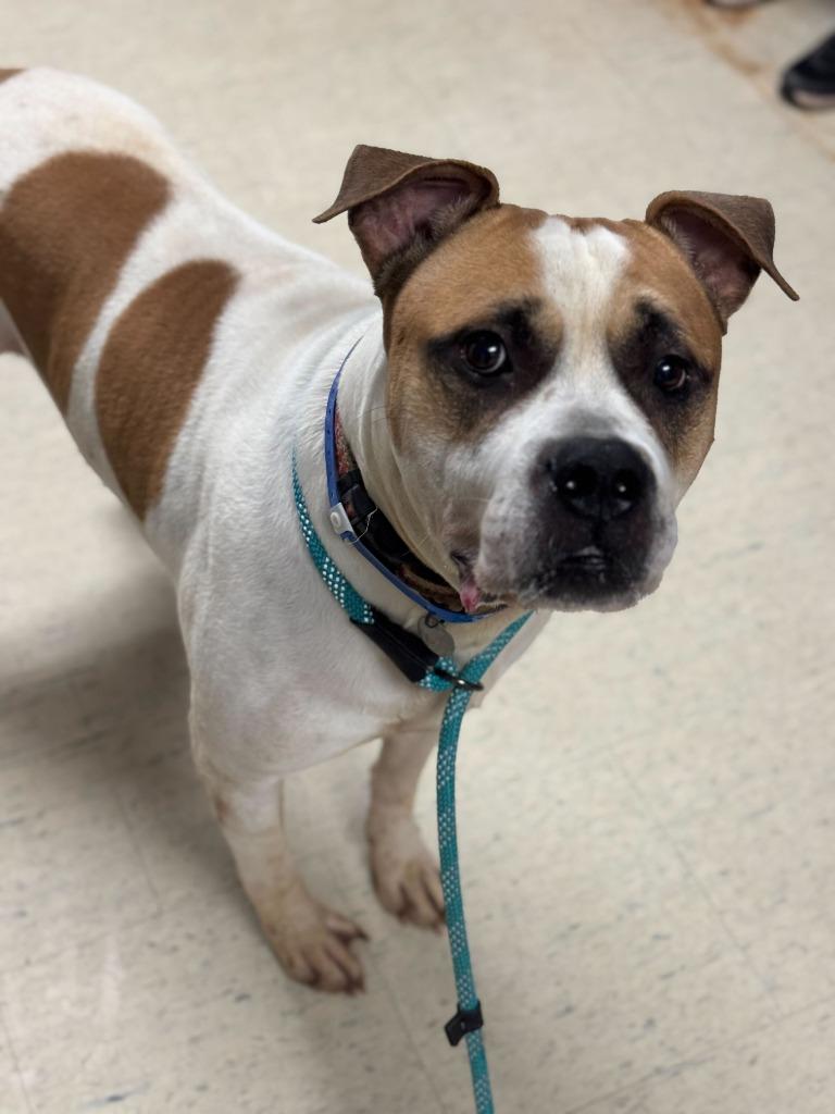 Gunnar, Adoptable, Adult Male Bullmastiff & Mixed Breed.