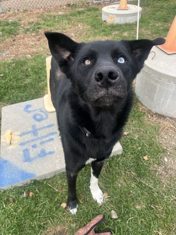 Augustus, Adoptable, Young Male Husky & Shepherd.