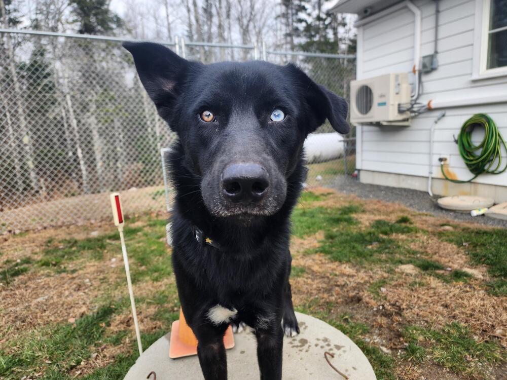 Augustus, a Adoptable mixed breed in Trenton, ME image 1/3