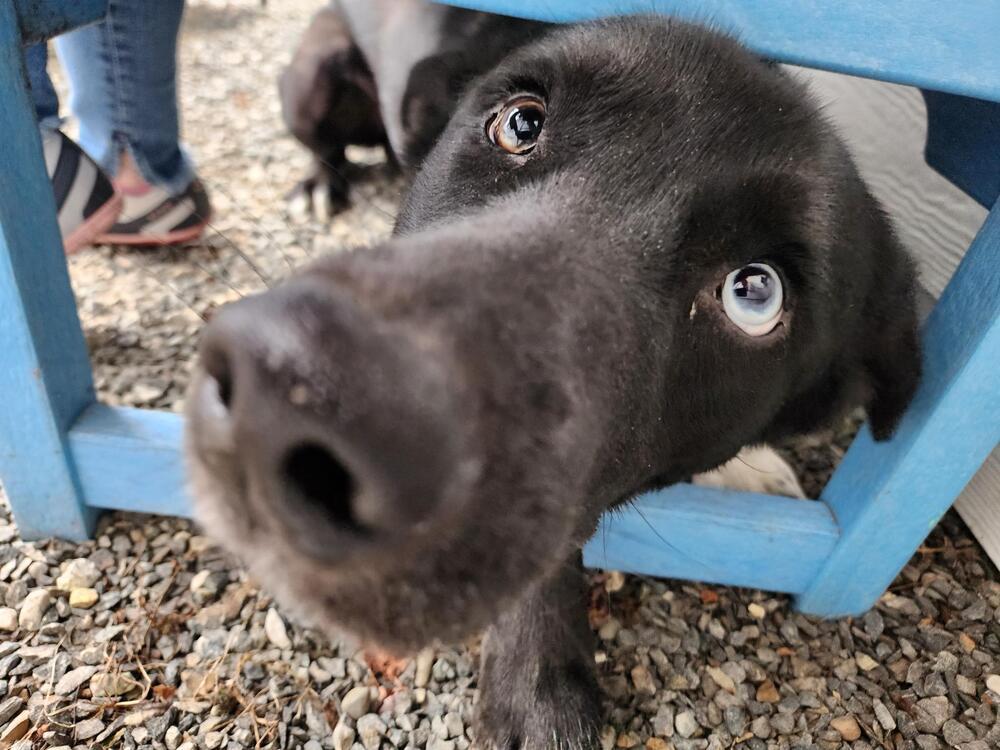 Augustus, a Adoptable mixed breed in Trenton, ME image 2/3