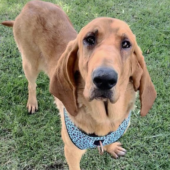 Daisy Mae, an adoptable Bloodhound in Oklahoma City, OK, 73189 | Photo Image 1