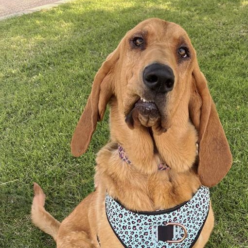 Daisy Mae, an adoptable Bloodhound in Oklahoma City, OK, 73189 | Photo Image 3