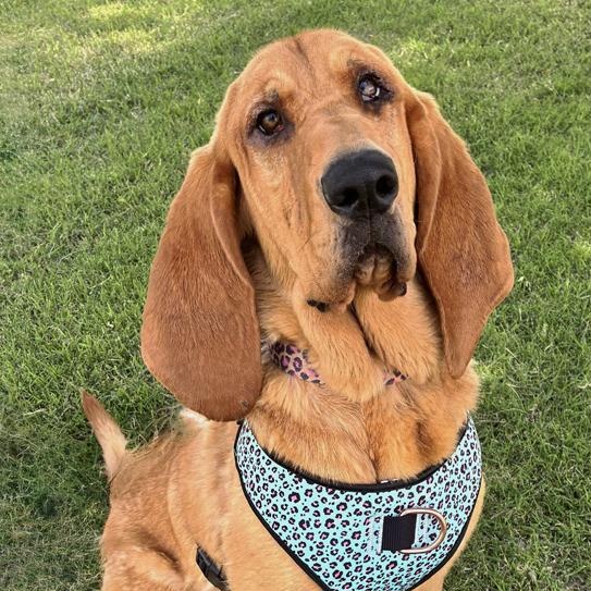 Daisy Mae, an adoptable Bloodhound in Oklahoma City, OK, 73189 | Photo Image 2