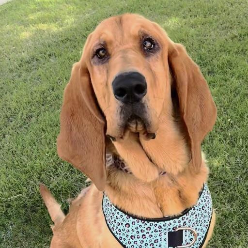 Daisy Mae, an adoptable Bloodhound in Oklahoma City, OK, 73189 | Photo Image 6