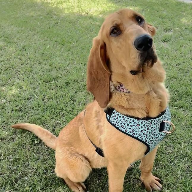 Daisy Mae, an adoptable Bloodhound in Oklahoma City, OK, 73189 | Photo Image 4