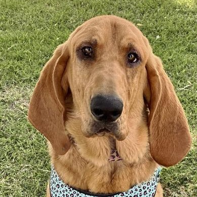 Daisy Mae, an adoptable Bloodhound in Oklahoma City, OK, 73189 | Photo Image 5
