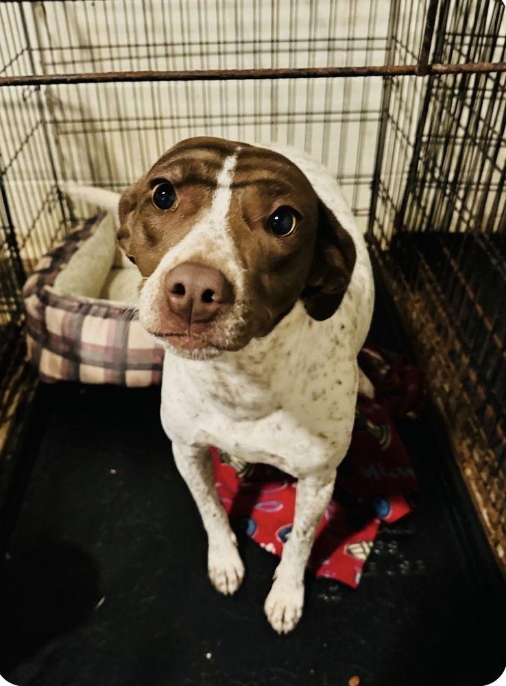 Enlarge Lucy*, a Adoptable Pointer in Columbia, TN image 1/3