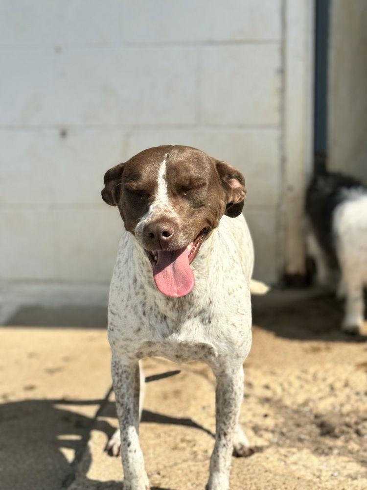 Enlarge Lucy*, a Adoptable Pointer in Columbia, TN image 3/3