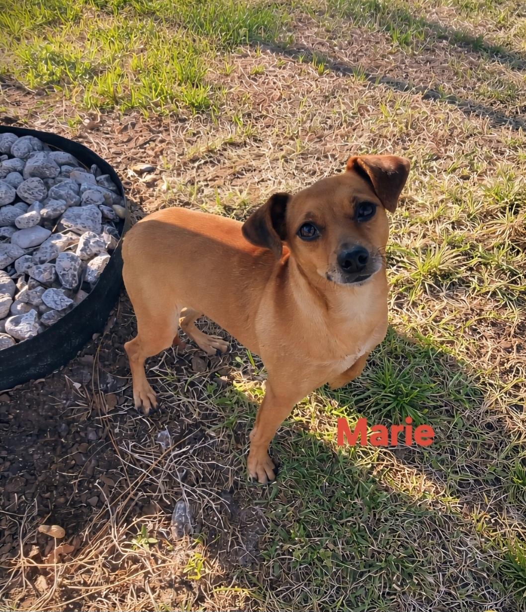 Marie, adopted, Young Female Italian Greyhound & Dachshund.