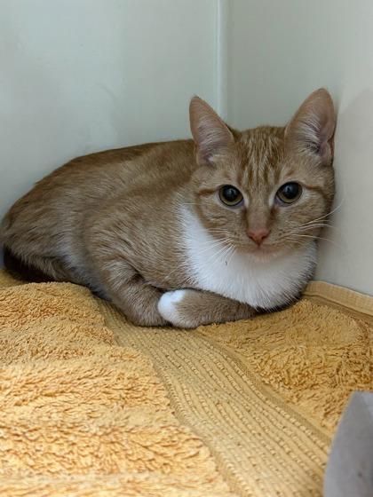 Fin, Adoptable, Young Female Domestic Short Hair & Domestic Short Hair.