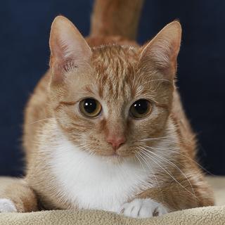 Enlarge Fin, a Adoptable Domestic Short Hair in Chesapeake, VA image 2/3