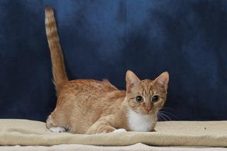 Enlarge Fin, a Adoptable Domestic Short Hair in Chesapeake, VA image 3/3