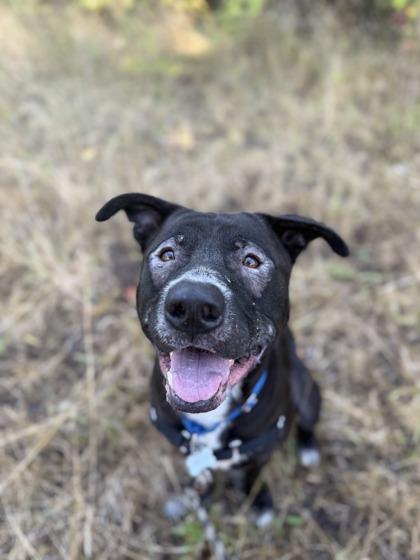 Balu, Adoptable, Adult Male Pit Bull Terrier & Mixed Breed.