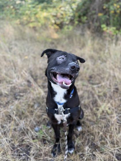 Enlarge Balu, a Adoptable mixed breed in Burlington, WA image 2/3
