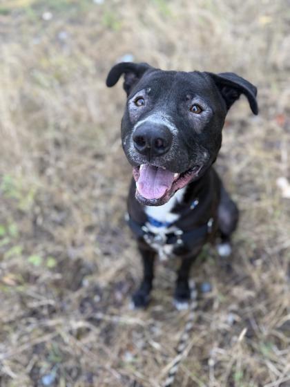 Enlarge Balu, a Adoptable mixed breed in Burlington, WA image 3/3