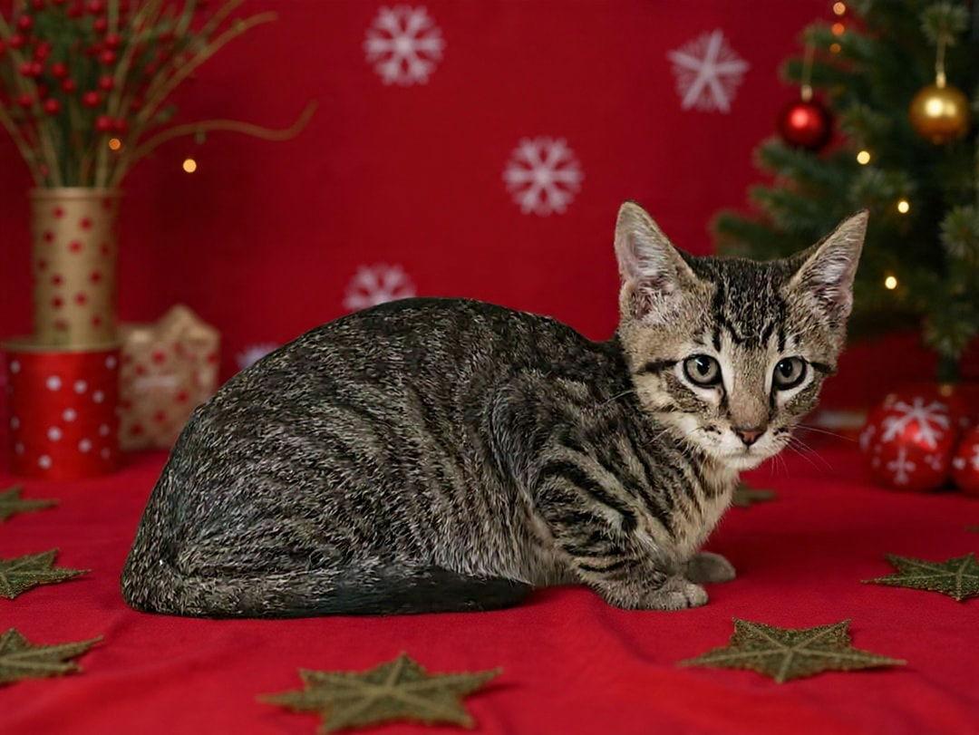 Russet 25/617, Adoptable, Kitten Male Domestic Short Hair.