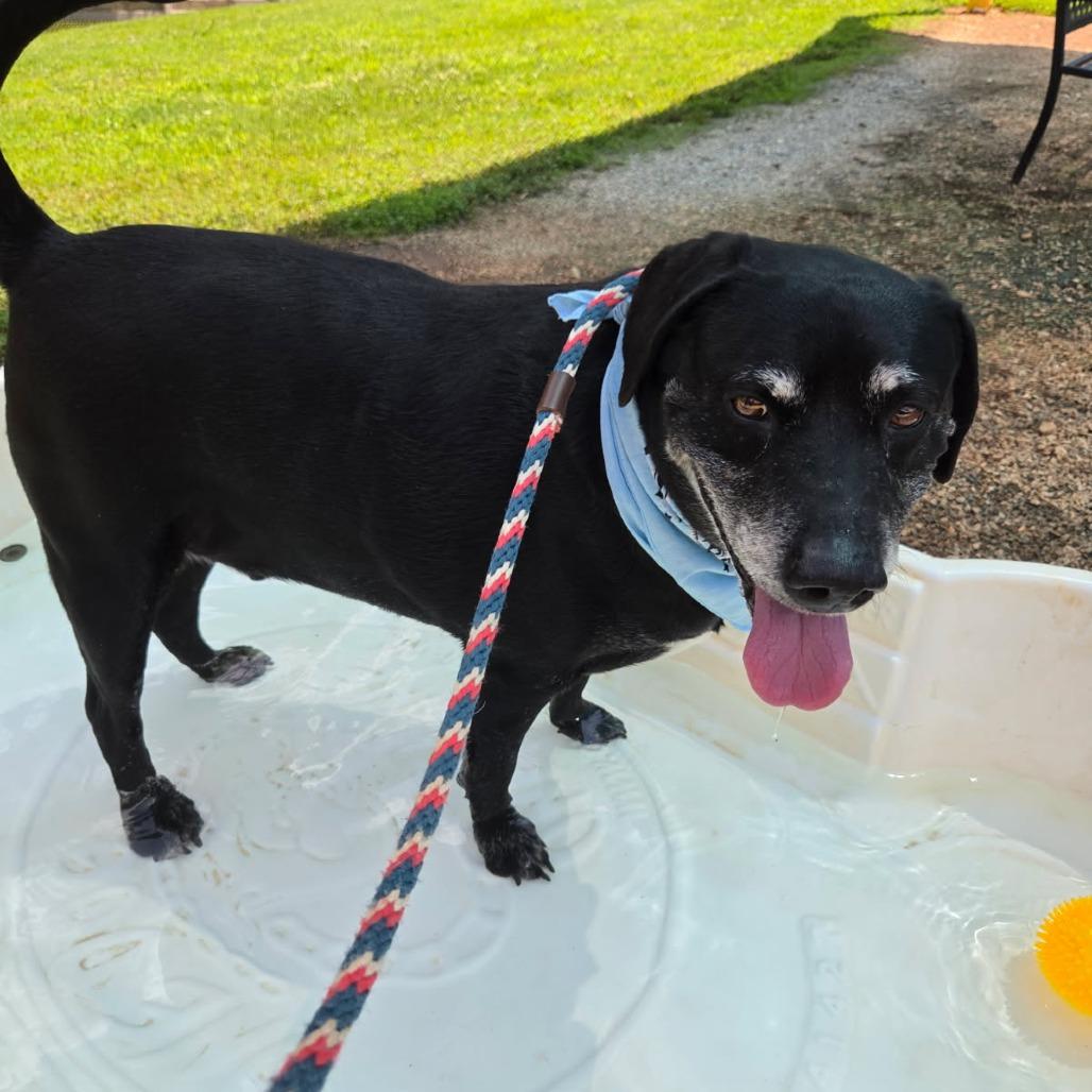 Donnie, Adoptable, Senior Male Retriever.
