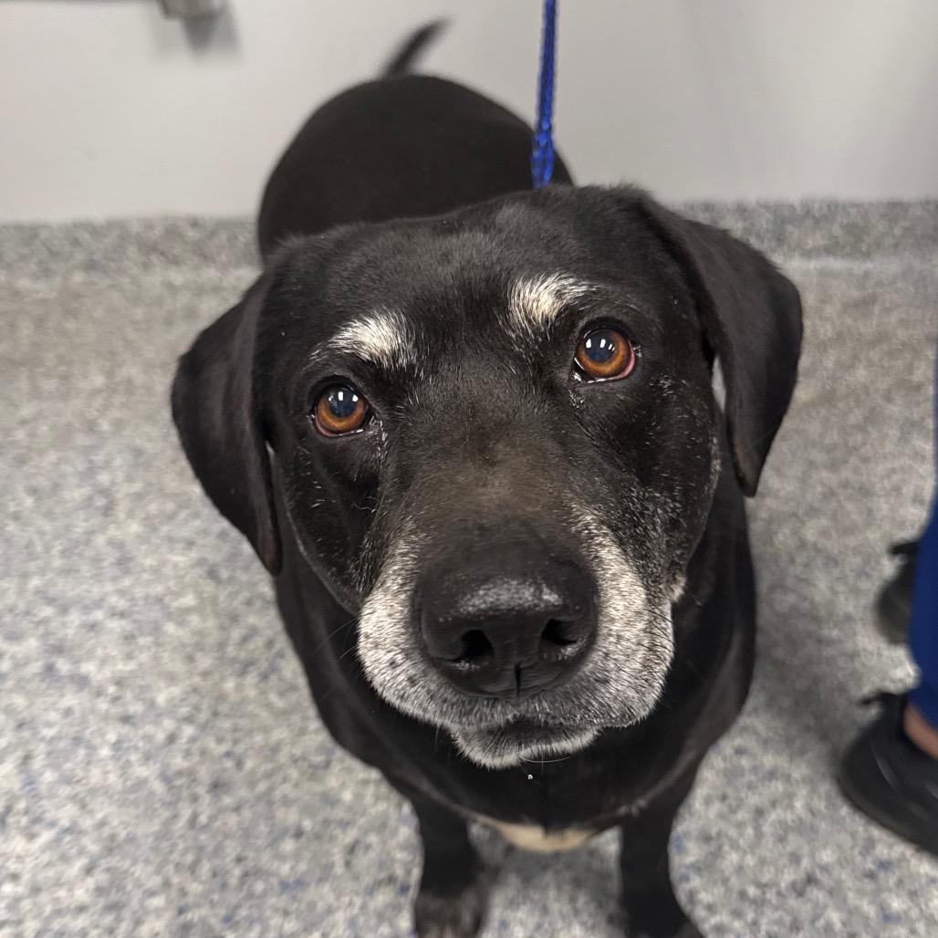 Donnie, a Adoptable Retriever in Greenville, SC image 2/6