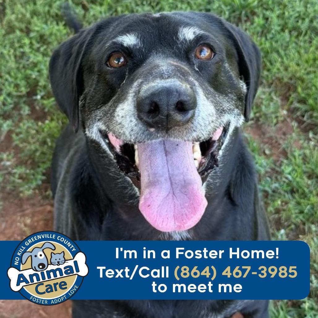Donnie, a Adoptable Retriever in Greenville, SC image 3/6