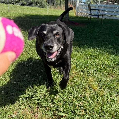 Donnie, a Adoptable Retriever in Greenville, SC image 4/6
