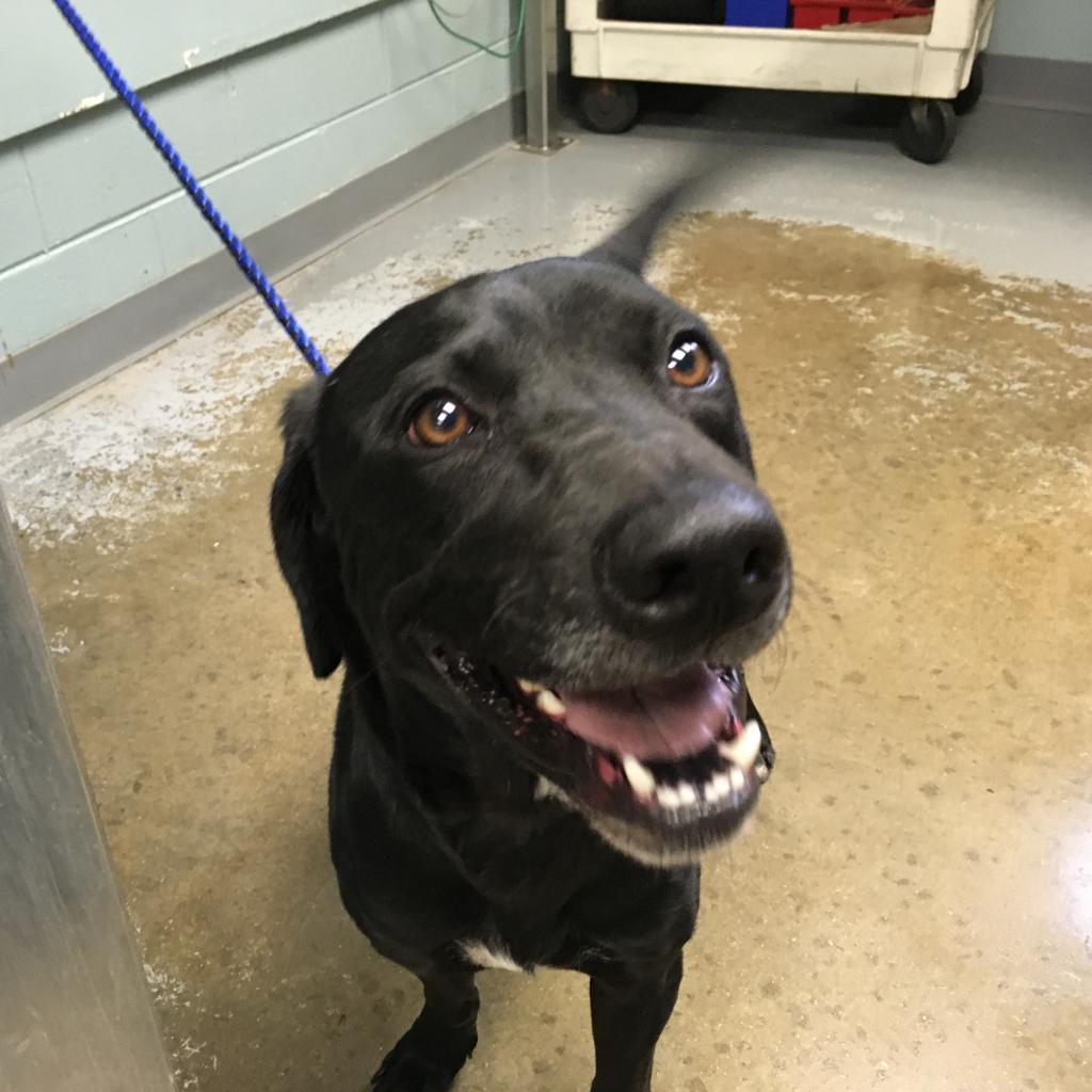 Donnie, a Adoptable Retriever in Greenville, SC image 5/6