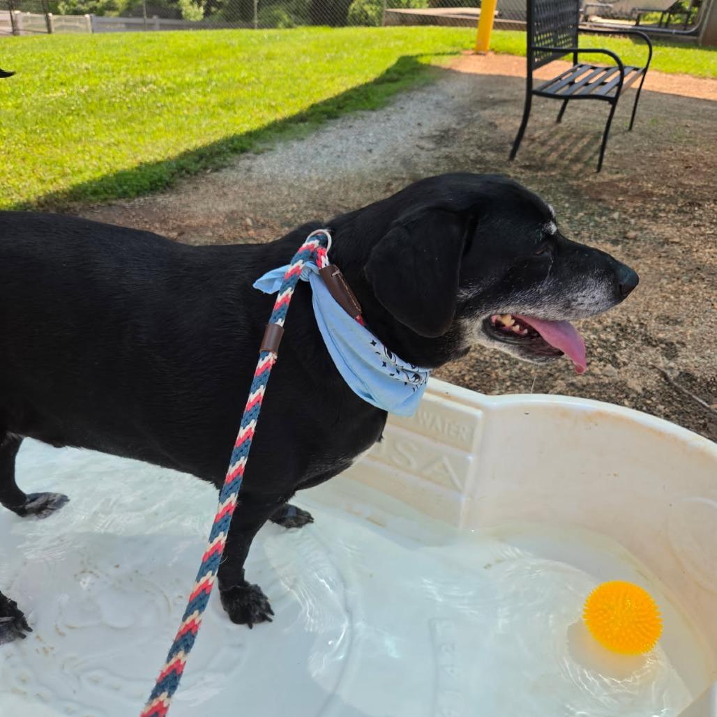 Donnie, a Adoptable Retriever in Greenville, SC image 6/6