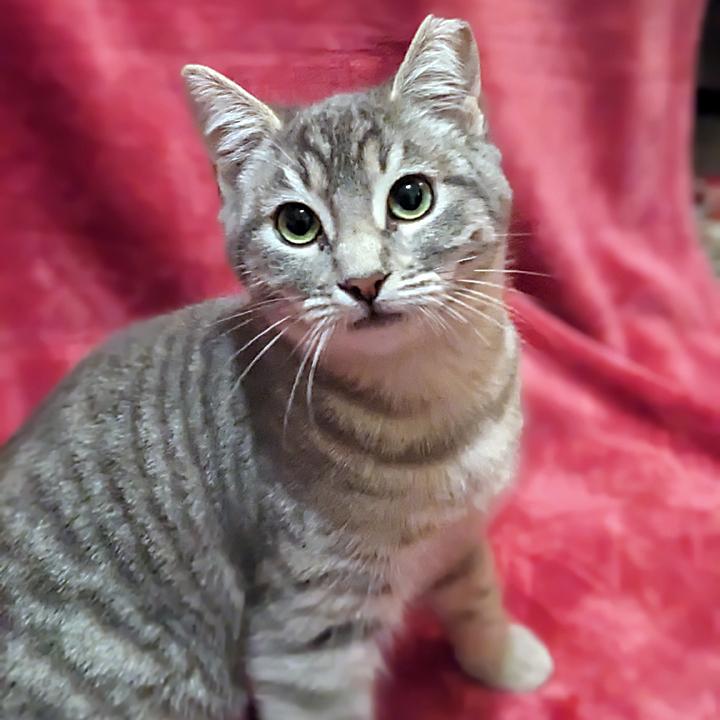 Lena, Adoptable, Young Female Tabby.
