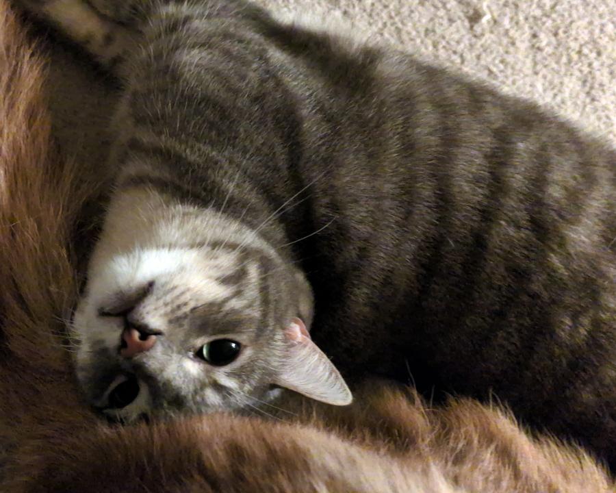 Lena, a Adoptable Tabby in Redlands, CA image 2/6