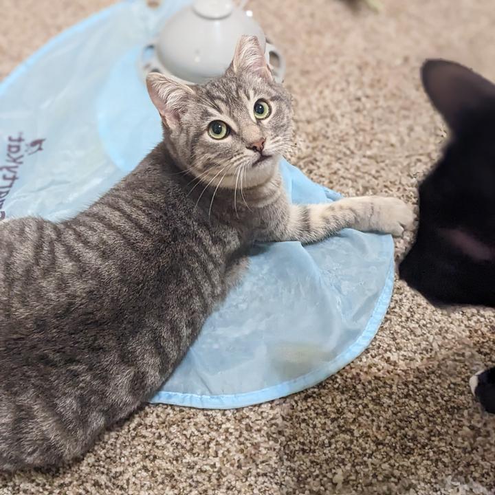 Lena, a Adoptable Tabby in Redlands, CA image 3/6