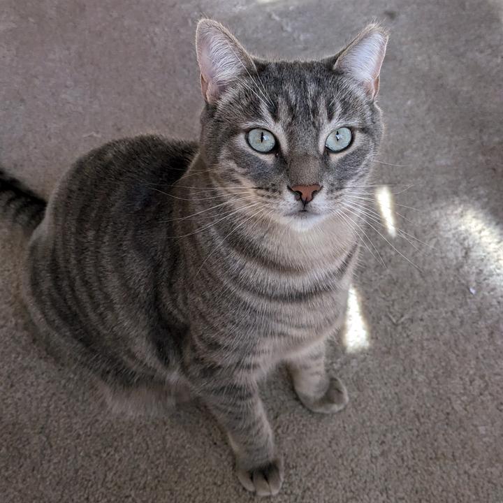 Lena, a Adoptable Tabby in Redlands, CA image 4/6