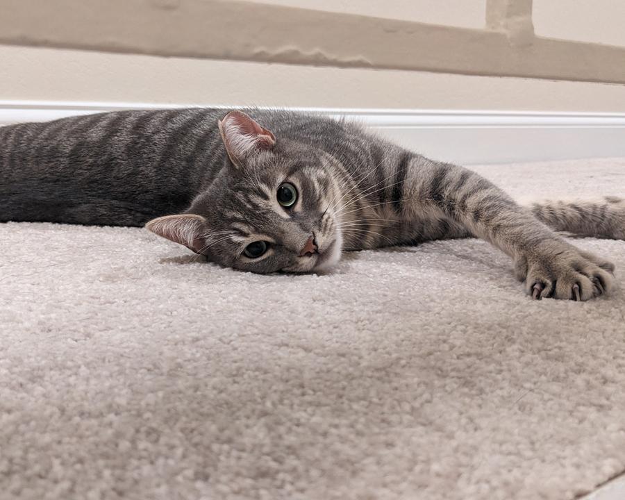 Lena, a Adoptable Tabby in Redlands, CA image 5/6