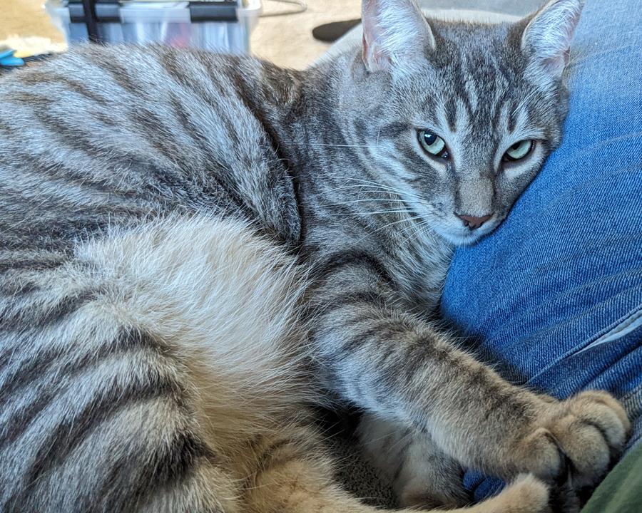 Lena, a Adoptable Tabby in Redlands, CA image 6/6