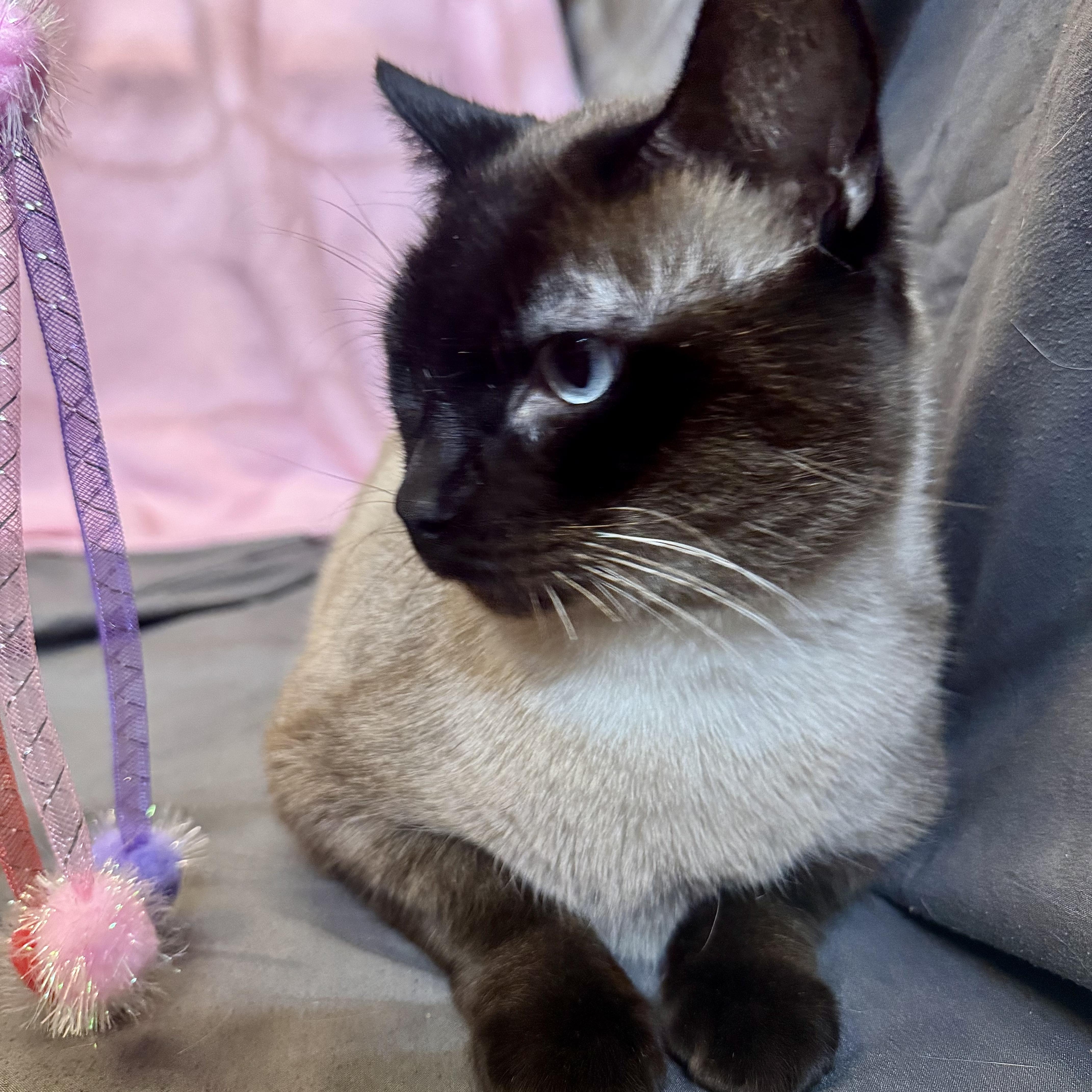 Enlarge Remy, a ADOPTABLE Siamese in Alexandria, IN image 3/3