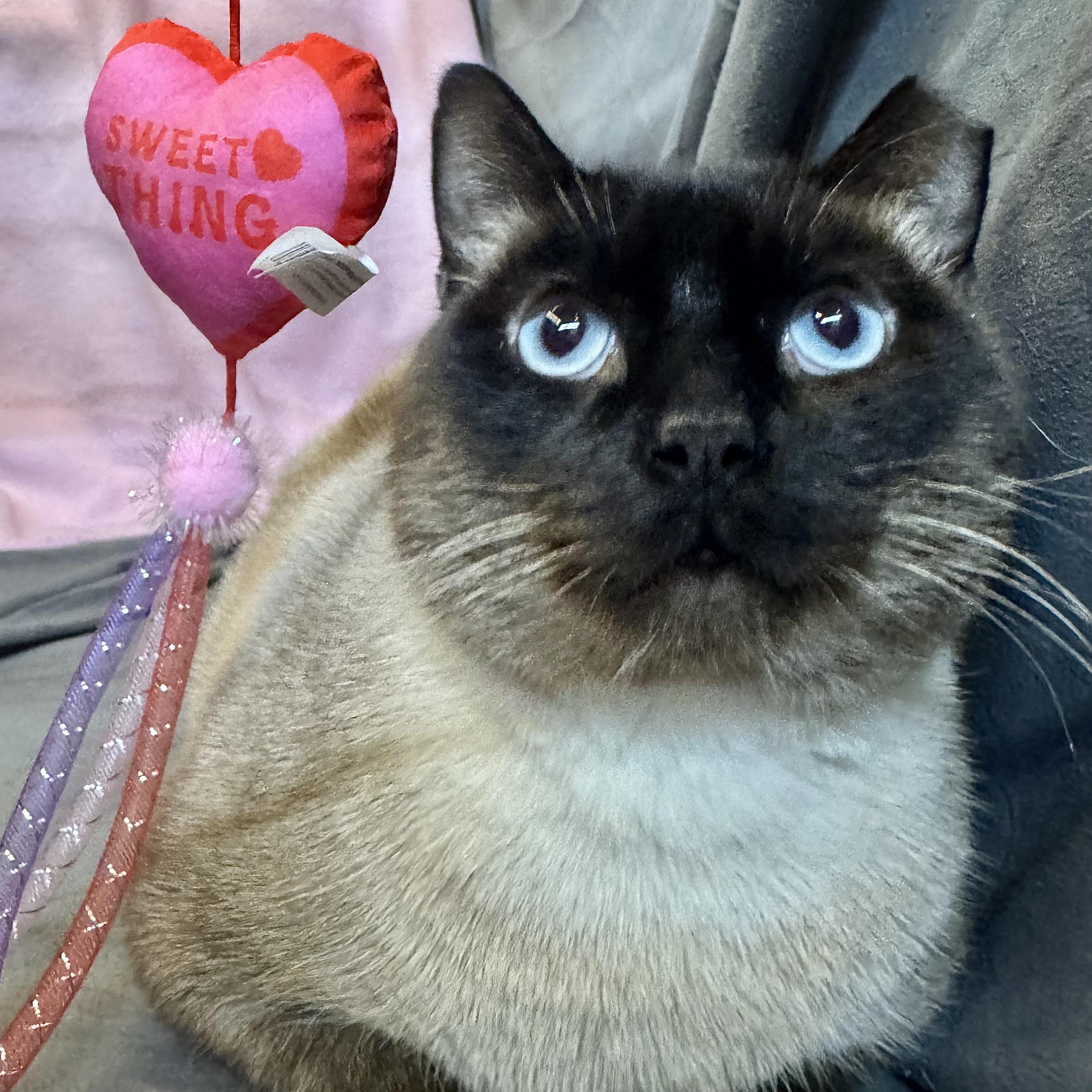 Enlarge Remy, a ADOPTABLE Siamese in Alexandria, IN image 2/3