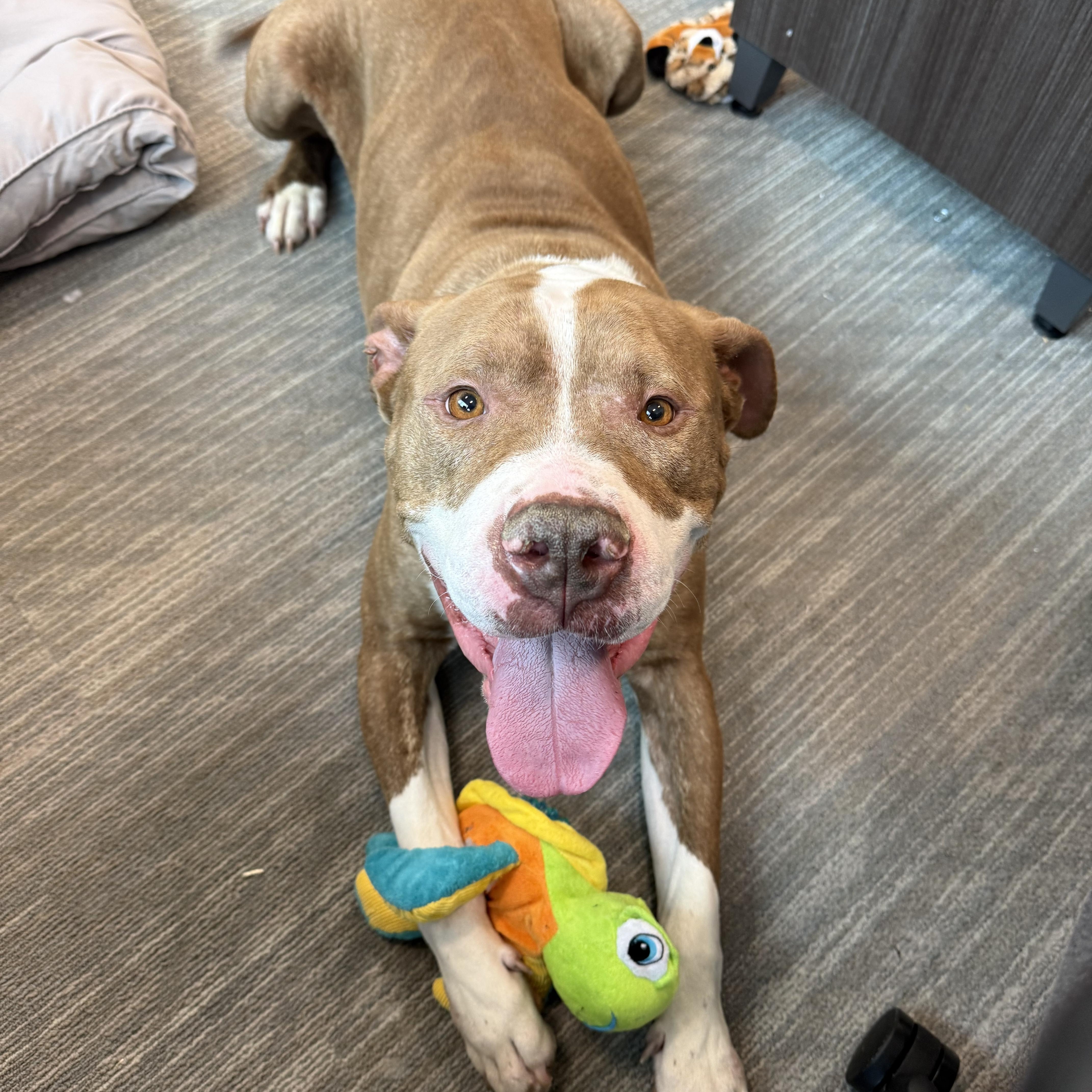 Enlarge Kyle , a ADOPTABLE mixed breed in Joliet, IL image 2/2