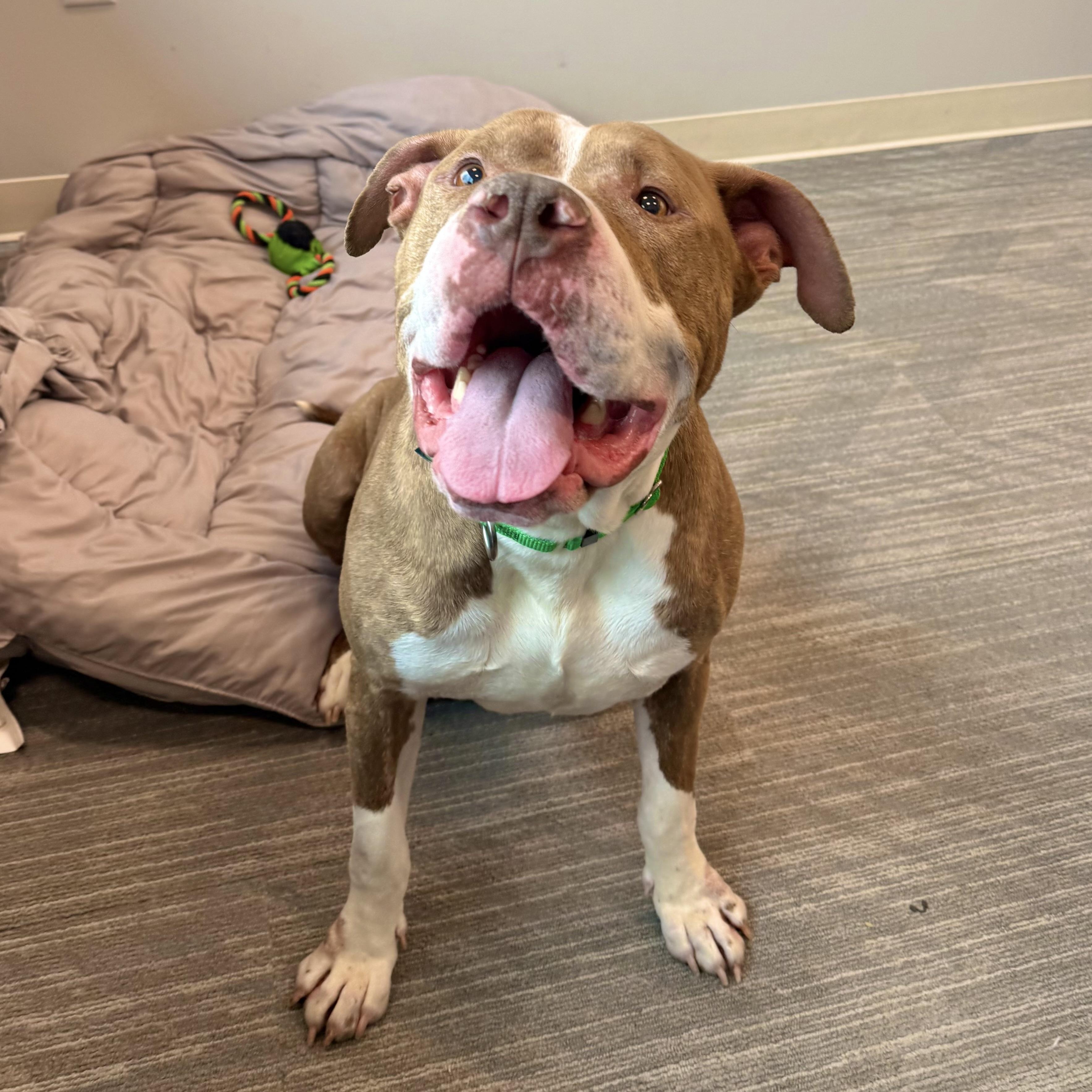 Kyle , ADOPTABLE, Adult Male American Staffordshire Terrier & Pit Bull Terrier.