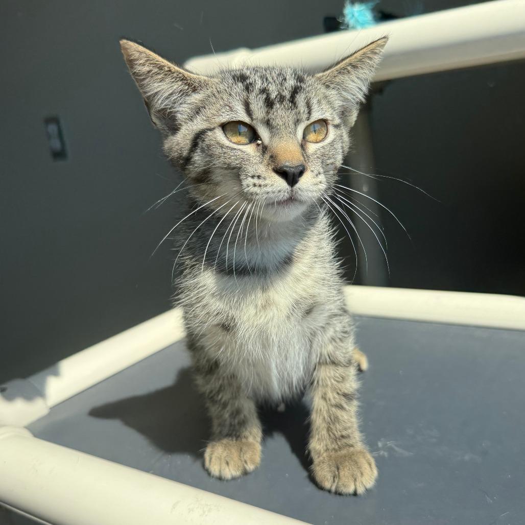 Martha, Adoptable, Kitten Female Domestic Short Hair.