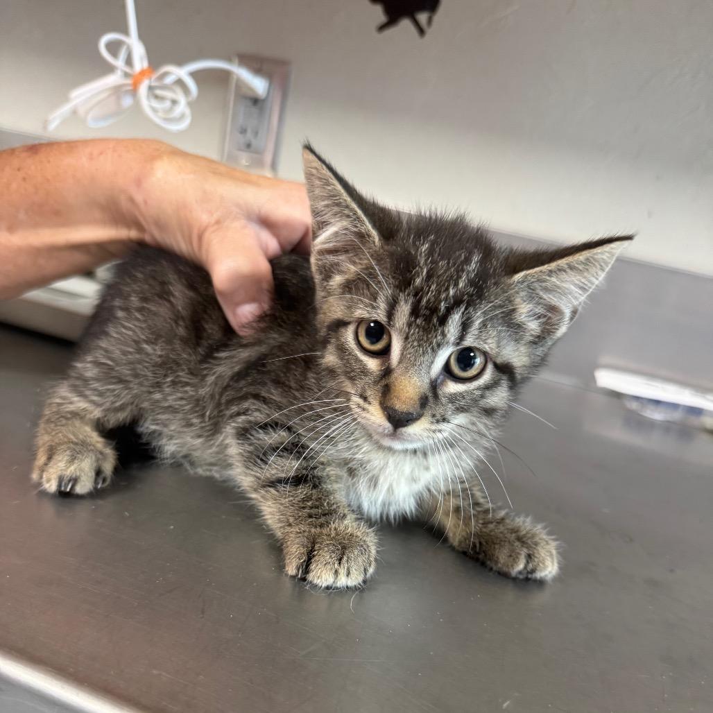 Enlarge Martha, a Adoptable Domestic Short Hair in Ponca City, OK image 2/2