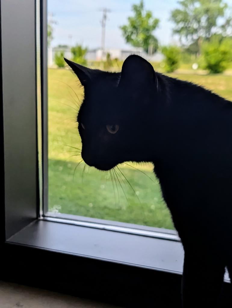 Lux, Adopted, Young Male Domestic Short Hair.