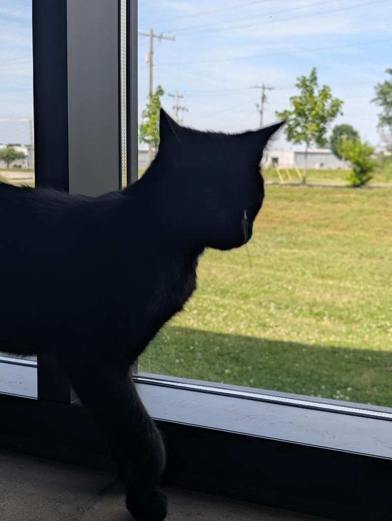 Enlarge Lux, a Adopted mixed breed in Greenfield, IN image 2/5