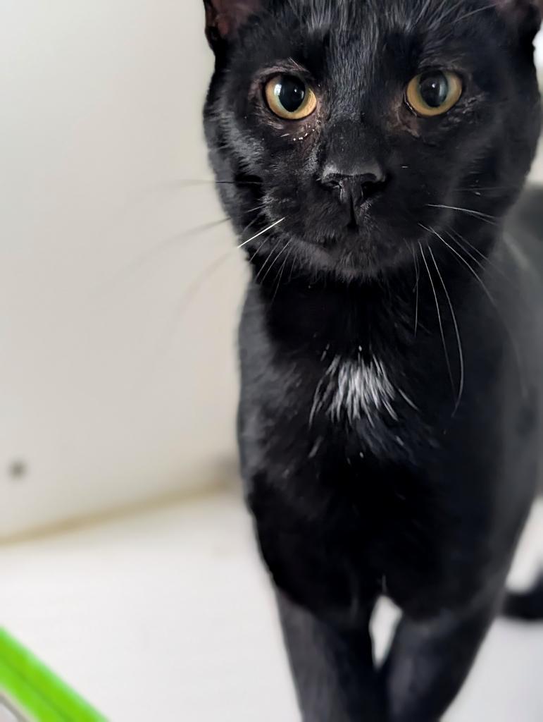 Enlarge Lux, a Adopted mixed breed in Greenfield, IN image 3/5