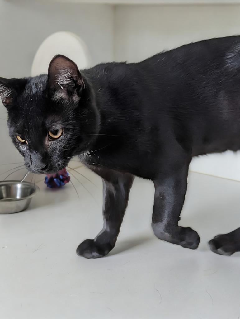 Enlarge Lux, a Adopted mixed breed in Greenfield, IN image 4/5