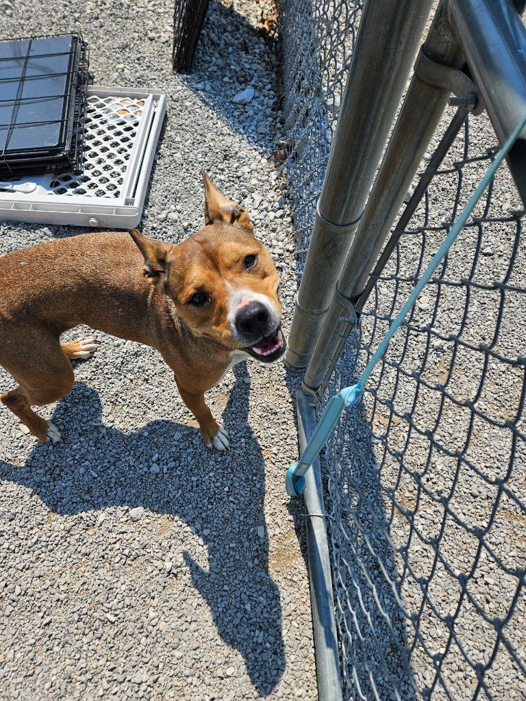 Enlarge Ford, a Adoptable mixed breed in Morgantown, KY image 1/3