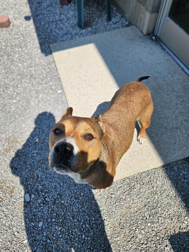 Enlarge Ford, a Adoptable mixed breed in Morgantown, KY image 2/3