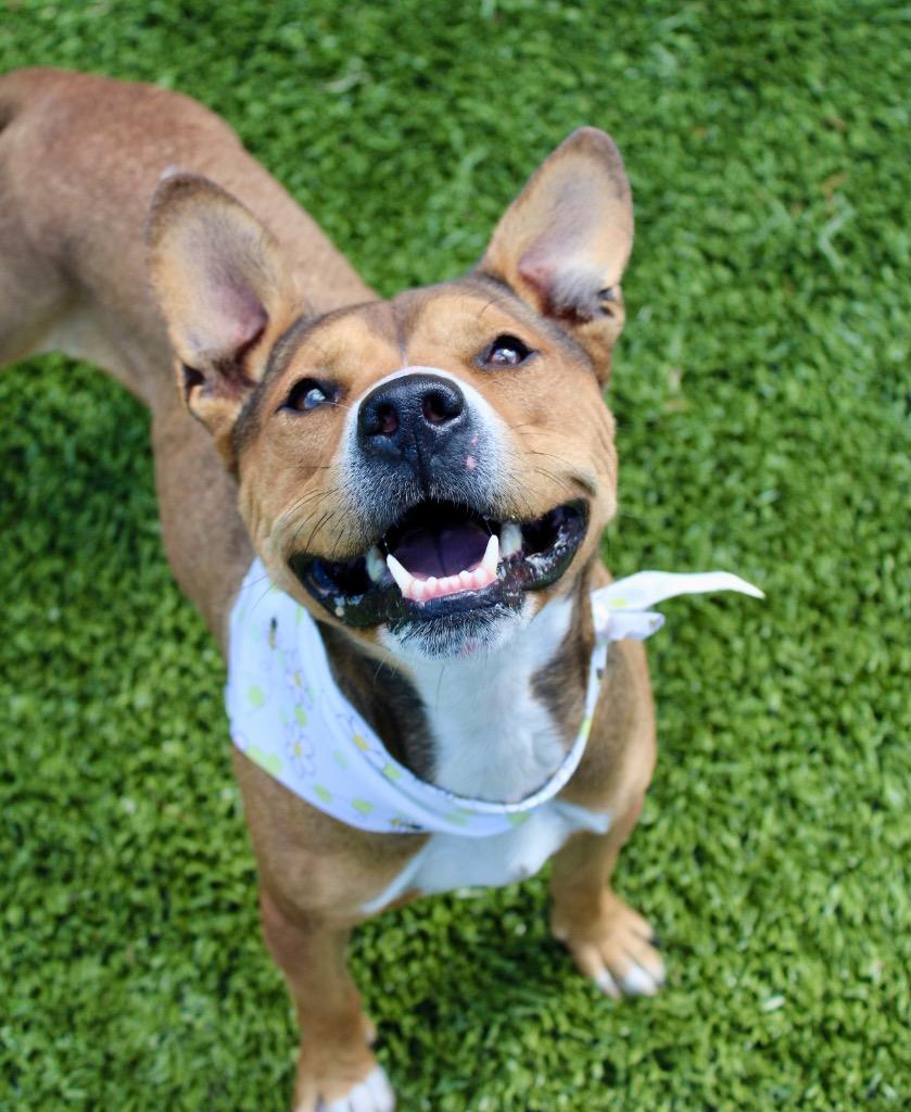 Enlarge Ford, a Adoptable mixed breed in Morgantown, KY image 3/3