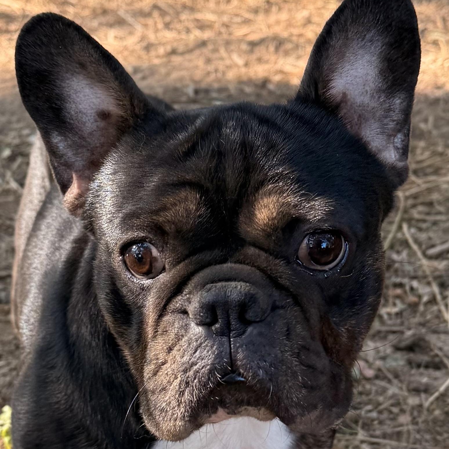 Enlarge Prince, a Adoptable French Bulldog in Middletown, CT image 1/6