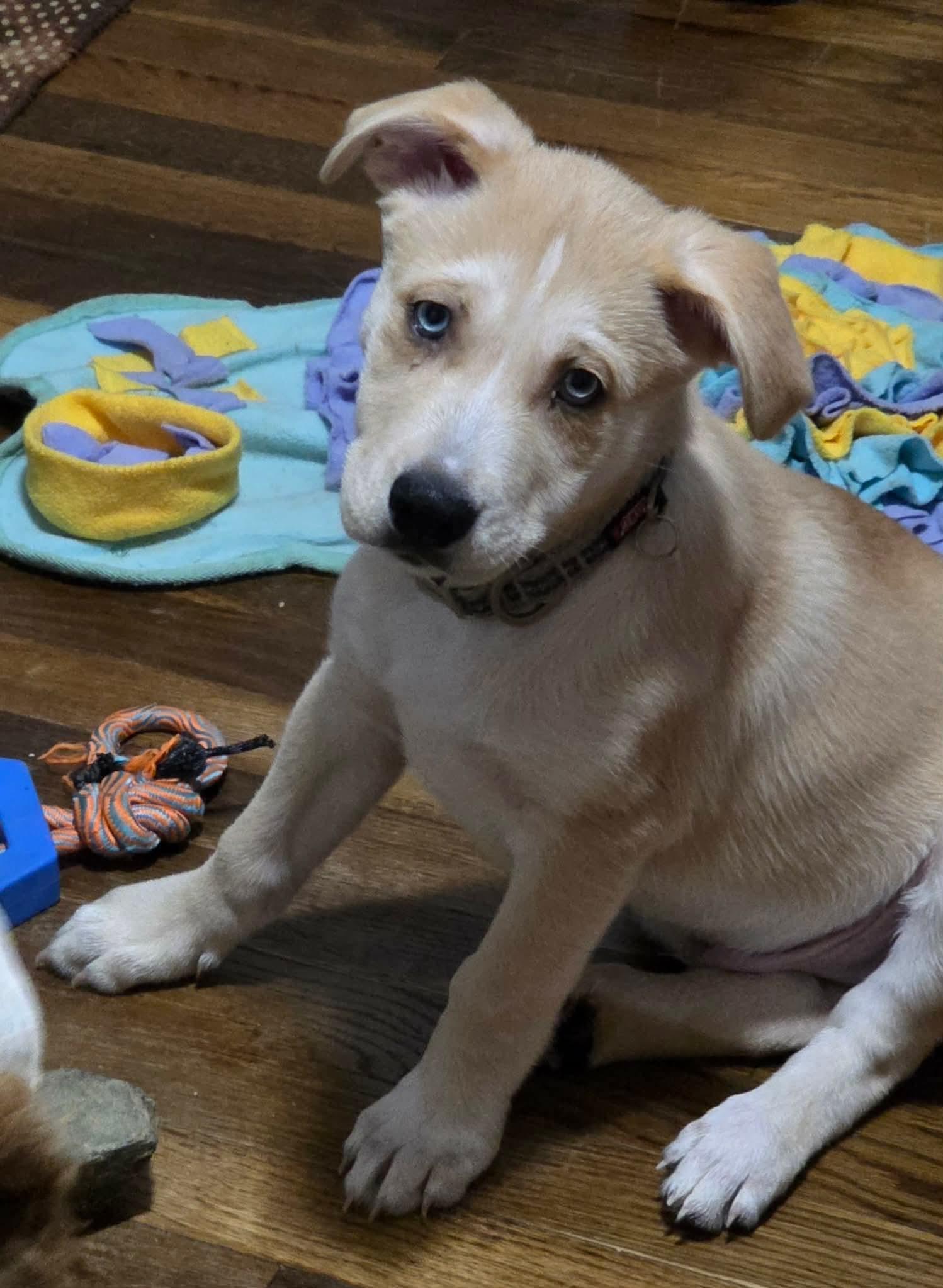 Enlarge Marley and Murphy, a Adoptable mixed breed in Lexington, NC image 3/3