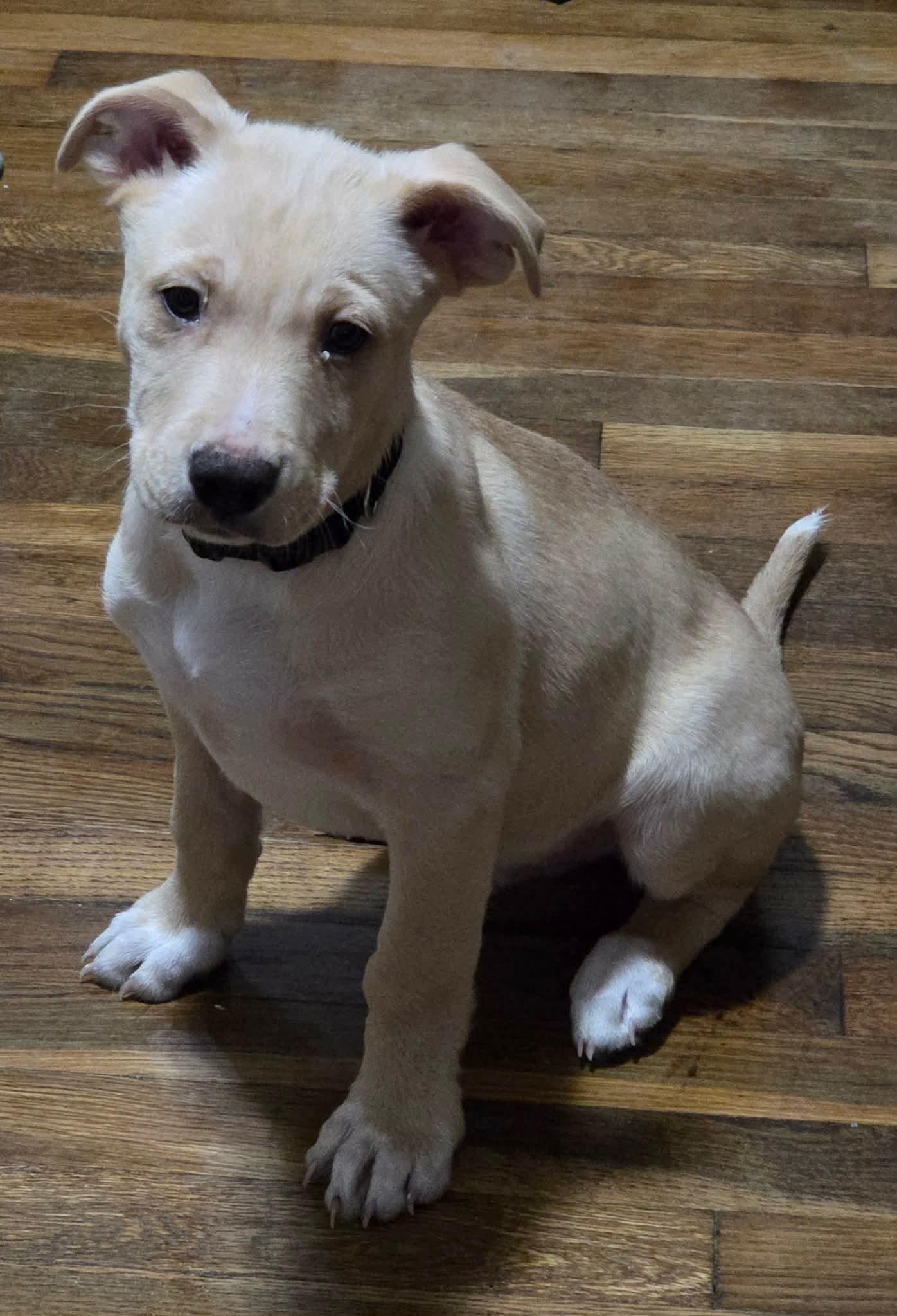 Enlarge Marley and Murphy, a Adoptable mixed breed in Lexington, NC image 2/3