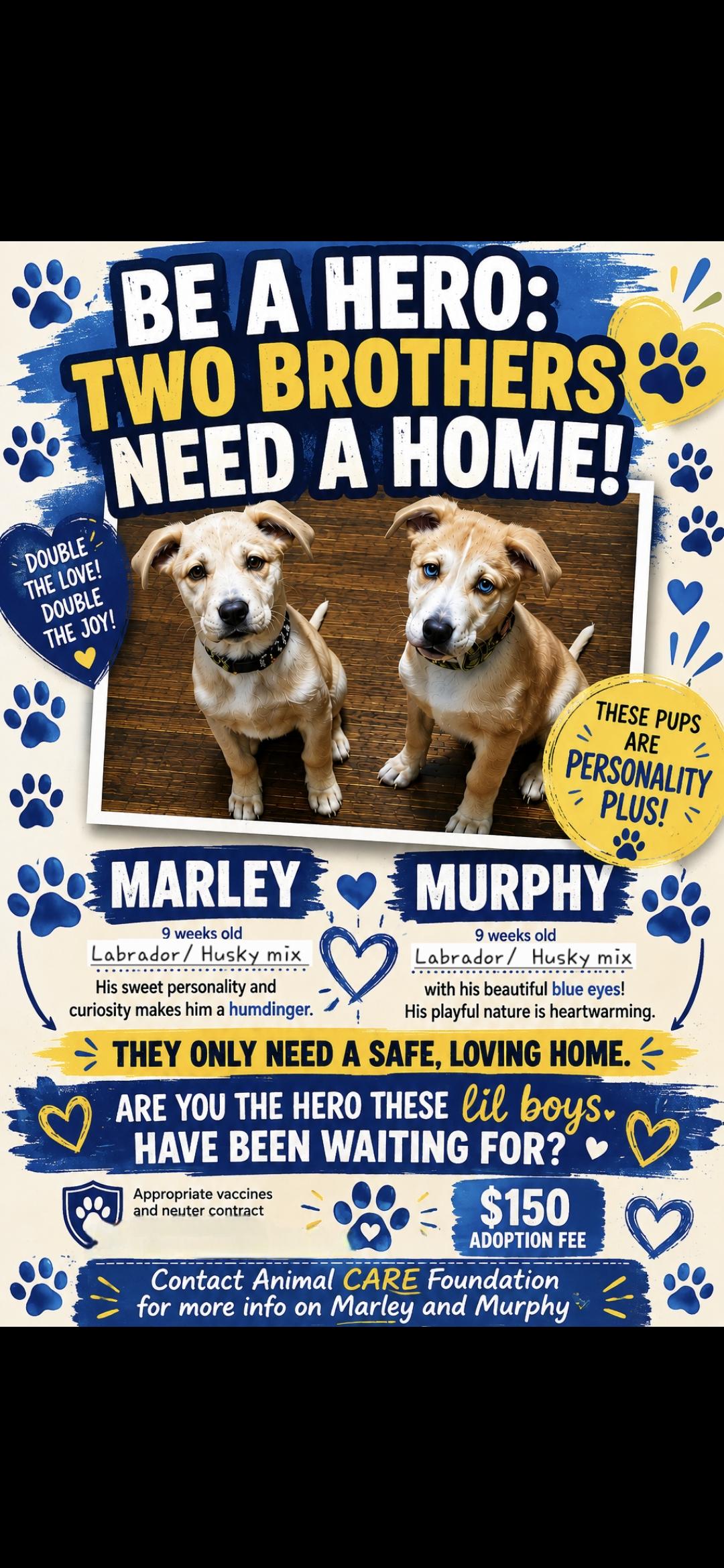 Marley and Murphy, Adoptable, Puppy Male Mixed Breed.
